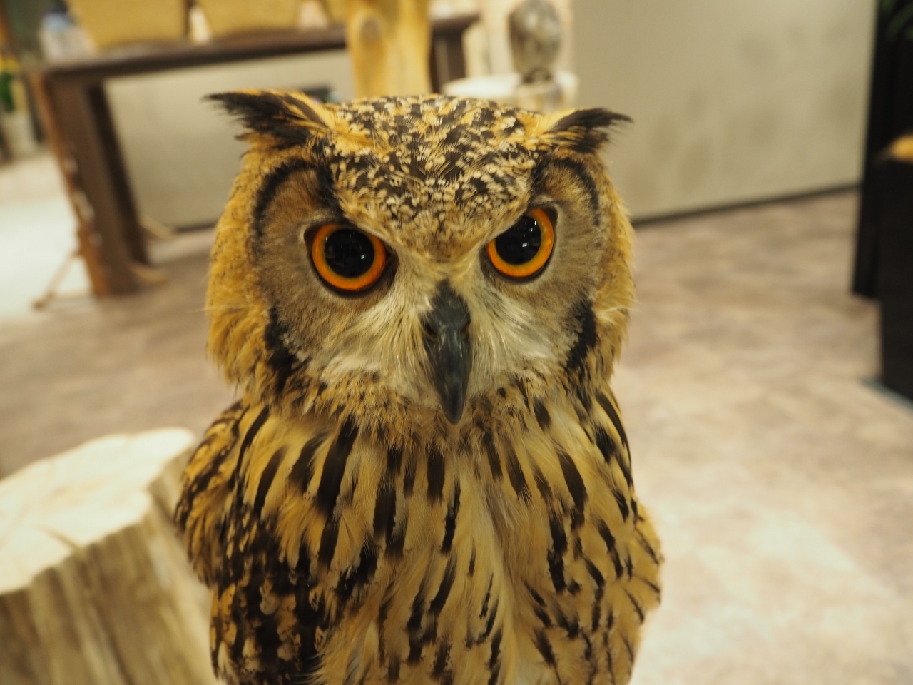 銀ちゃんはフクロウ Blog 幸せのフクロウカフェ Chouette シュエット 大阪 心斎橋