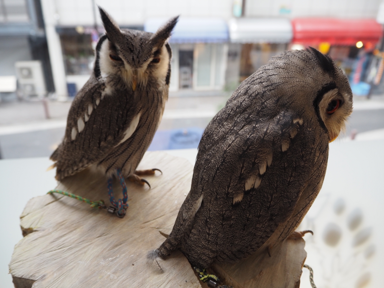 ジョンの種類って Blog 幸せのフクロウカフェ Chouette シュエット 大阪 心斎橋