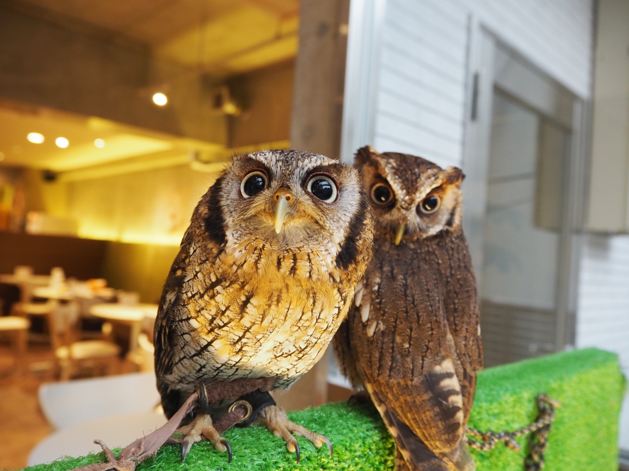 雨の日のフクロウたち | blog | 大阪心斎橋 幸せのフクロウカフェ