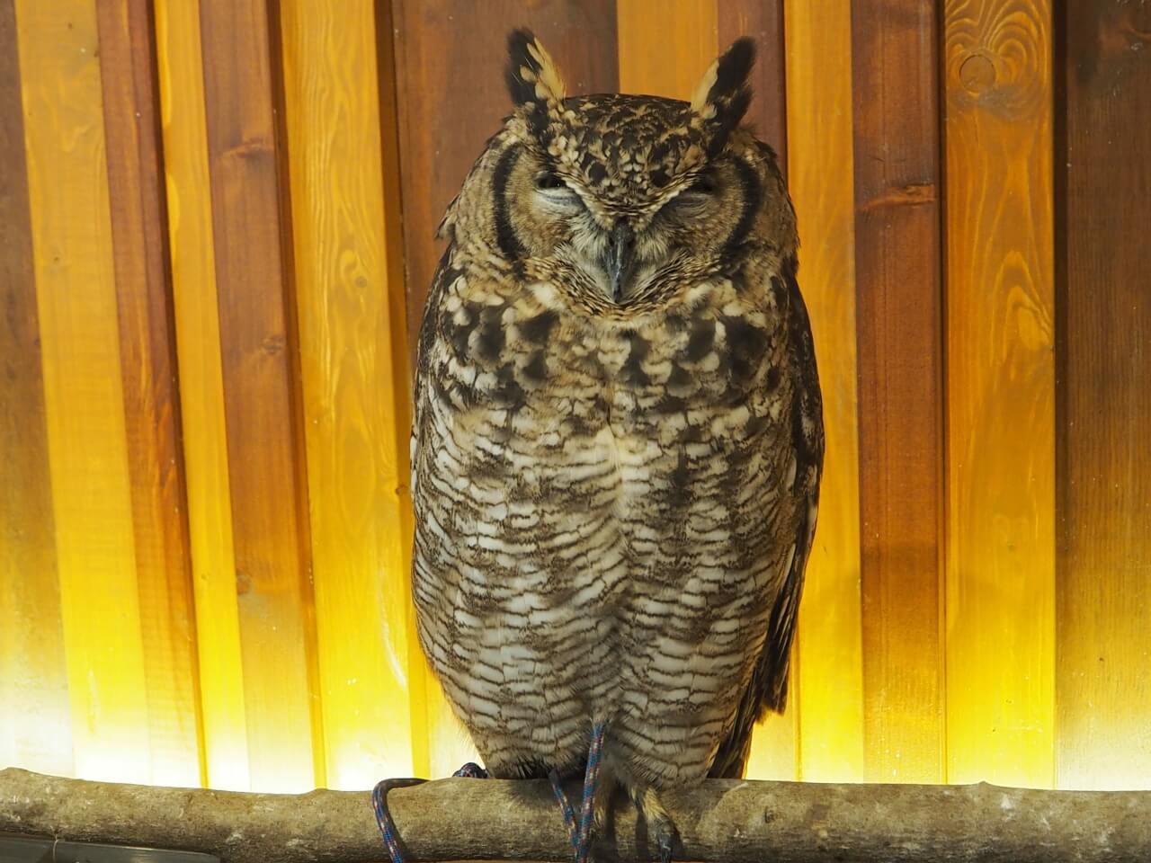 アフリカワシミミズクのzuq Blog 大阪心斎橋 幸せのフクロウカフェchouette シュエット