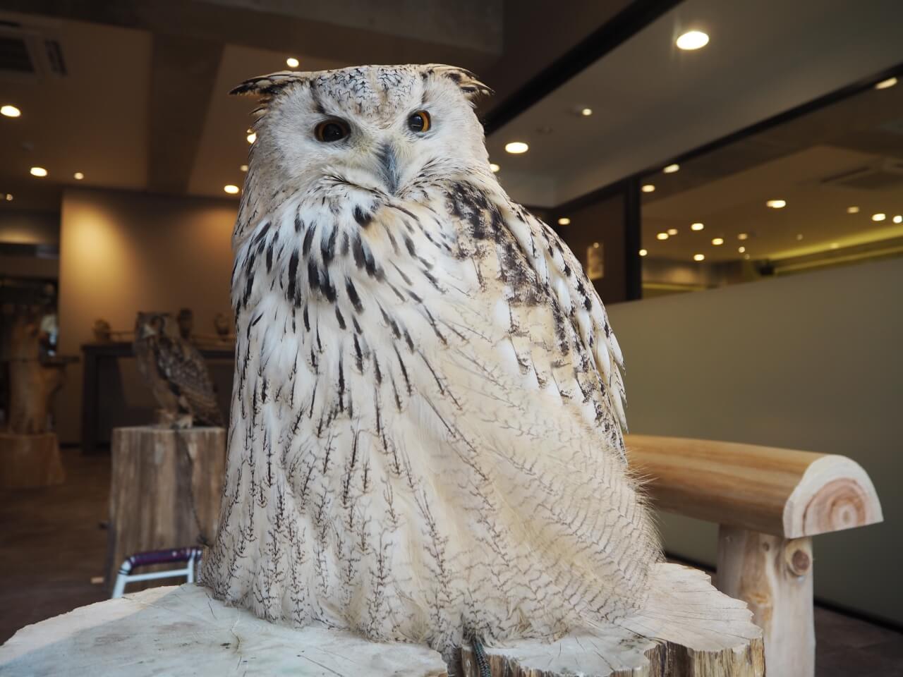 シベリアワシミミズクティアラ | blog | 大阪心斎橋 幸せのフクロウ