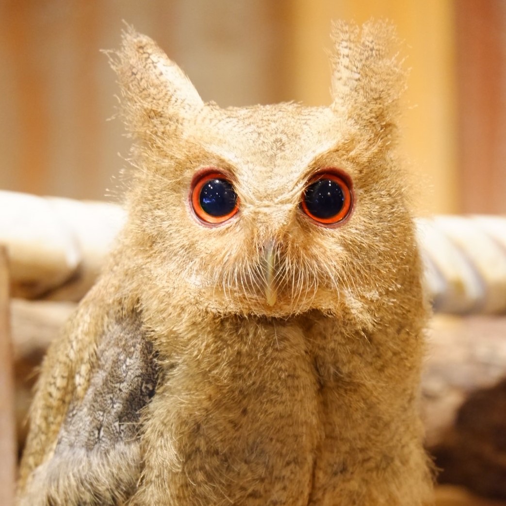 フクロウたちの紹介 幸せのフクロウカフェ Chouette シュエット