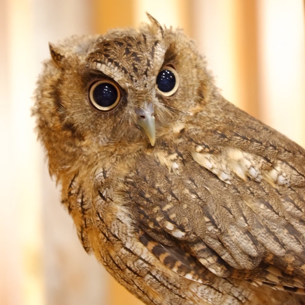 フクロウたちの紹介 幸せのフクロウカフェ Chouette シュエット