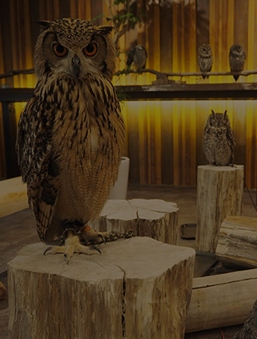 Walk through our doors and be transported into the forest